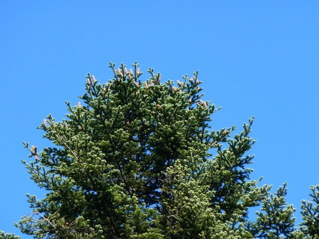 Buková hora - šišky na vrcholku výstavku jedle