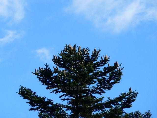 Buková hora - šišky na vrcholku výstavku jedle