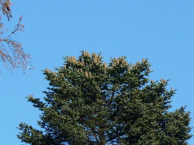 Buková hora - šišky na vrcholku výstavku jedle