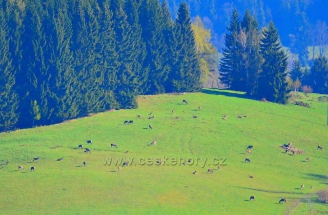 Jelení palouček pod Králickým Sněžníkem