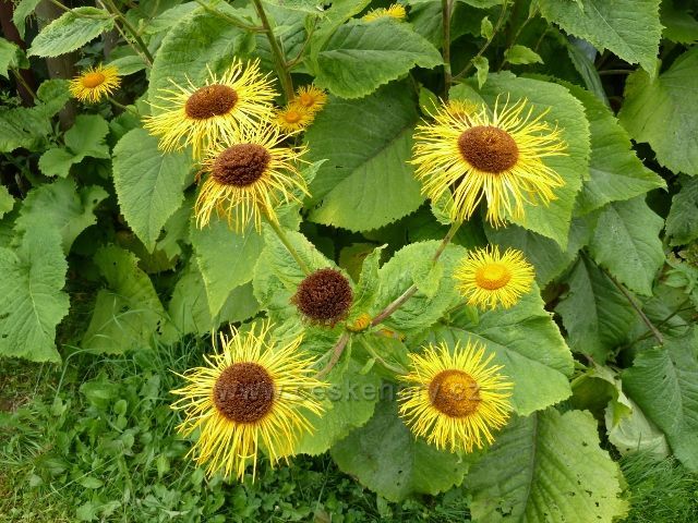 Ostružná - kamzičník rakouský na horské zahradě v obci