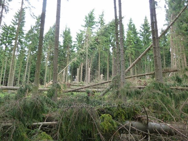 Ostružná - polom po větrné smršti z 8.července 2015 v lesním porostu "U Líp"