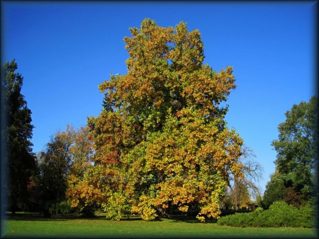 podzim v Ratibořicích