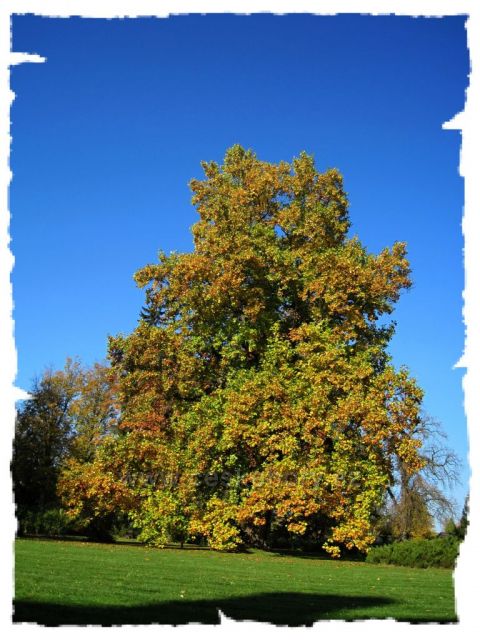 podzim v Ratibořicích