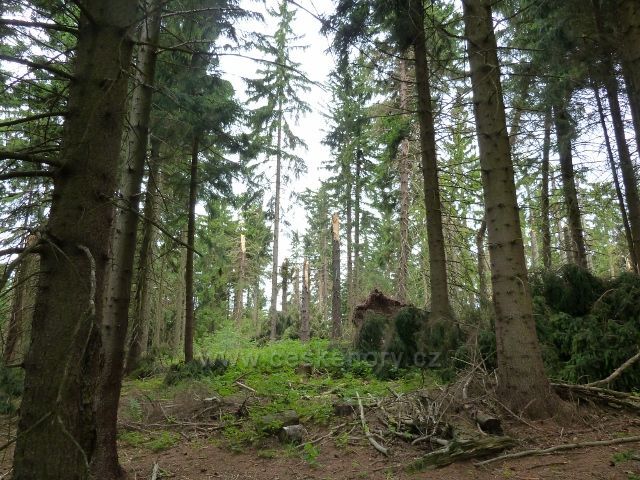 Kronfelzov - polom způsobený červencovou vichřicí v lesním porostu nad osadou