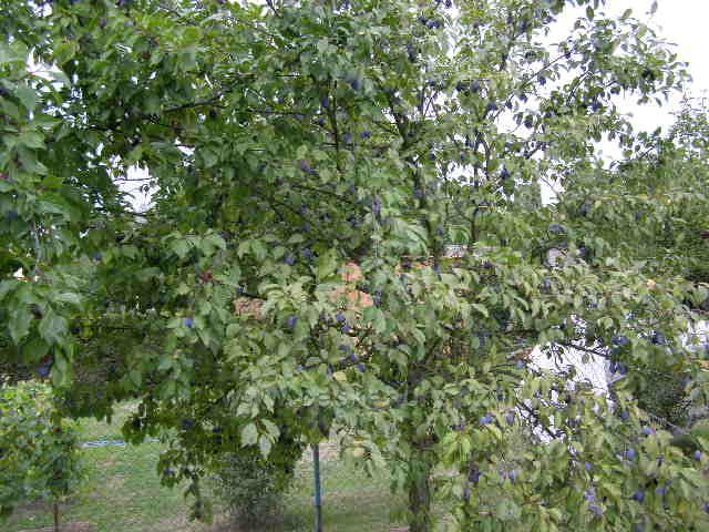 slivovice v pevném stavu