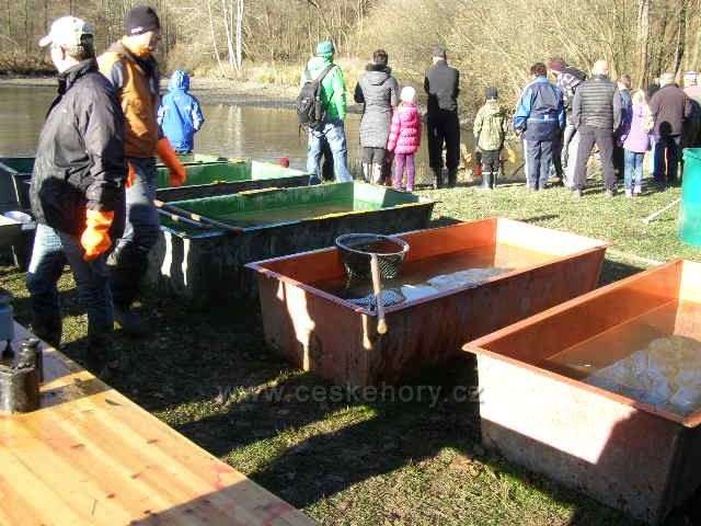 Třídění a prodej ryb