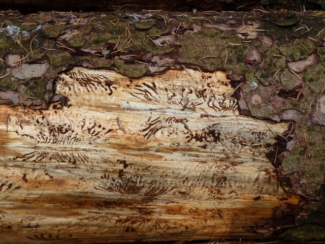 Dolní Morava - nad Zbojnickou chatou řádil kůrovec