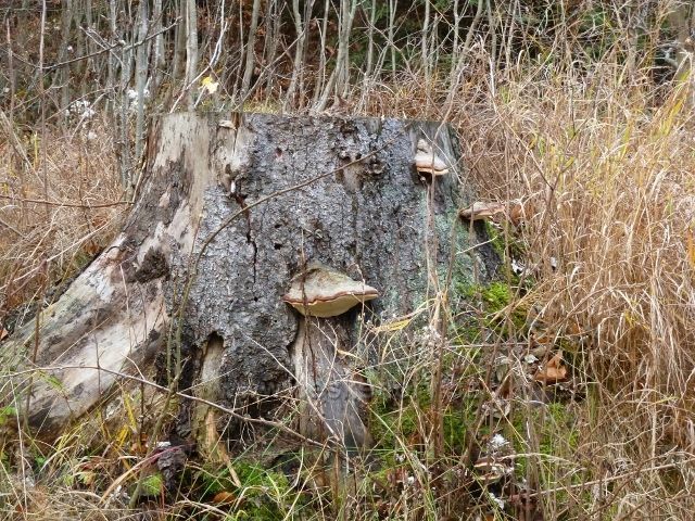 Dolní Morava - troudnatec pásovaný na smrkovém pařezu  u cyklostezky 6229 na úpatí Klepáče