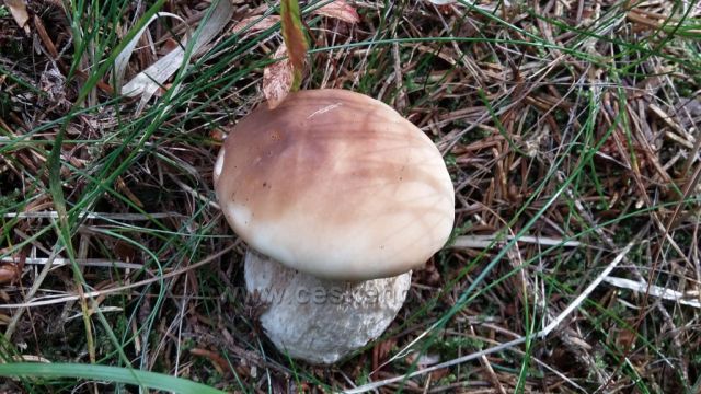 Krása Krušních hor.