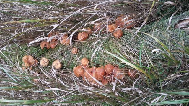 Krása Krušných hor.