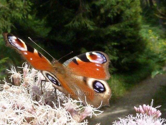 Dolní Morava - babočka paví oko u rozcestí Nad Sršňovkou