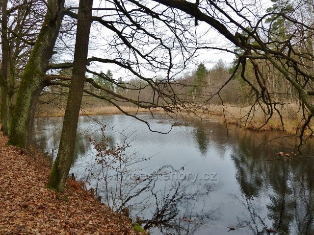 Třebechovice pod Orebem - rybník Prostřední Houkvice