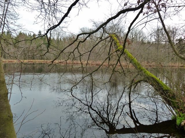 Třebechovice pod Orebem - rybník Malá Houkvice