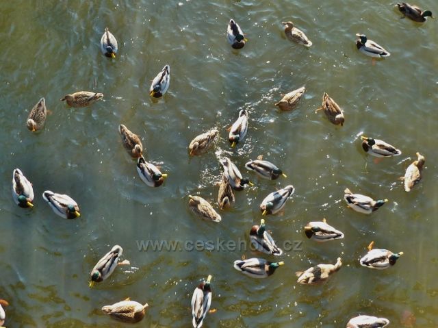 Třebechovice pod Orebem - kachny na řece Dědině