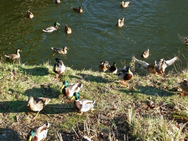 Třebechovice pod Orebem - kachny na řece Dědině