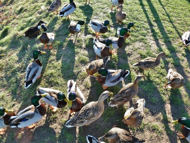 Třebechovice pod Orebem - kachny na břehu řeky Dědiny