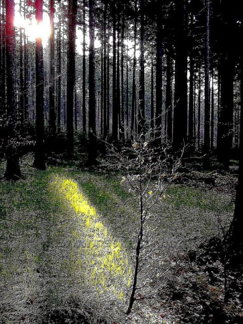 Letošní únor v lese na Žďársku.