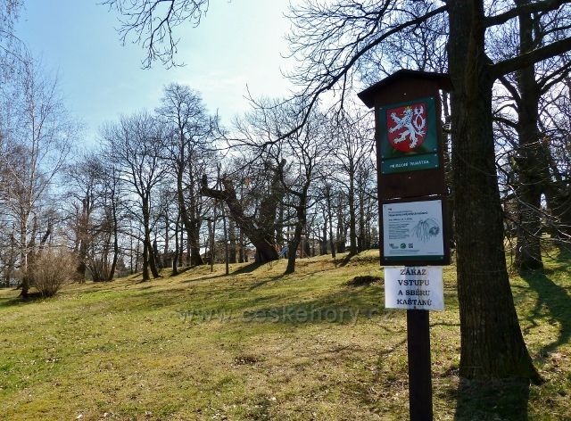 Nasavrky - přírodní památka sad jedlých kaštanů