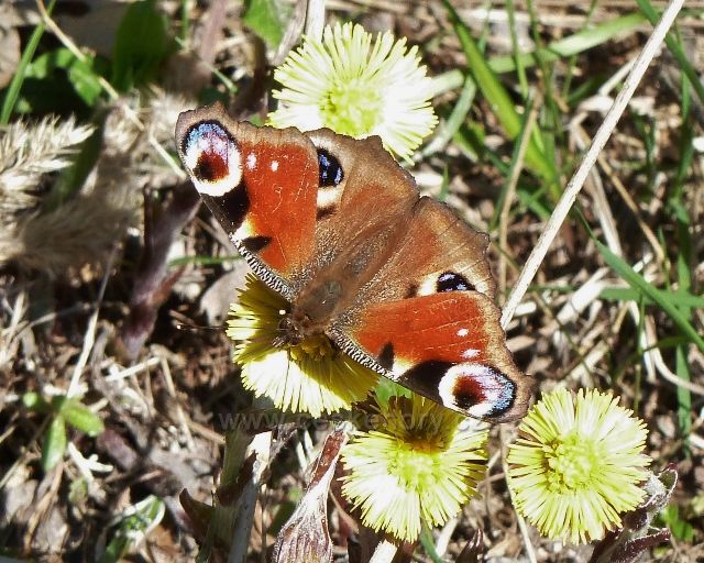 Babočka Paví oko na podbělu u vrstevnicové cyklostezky 4071