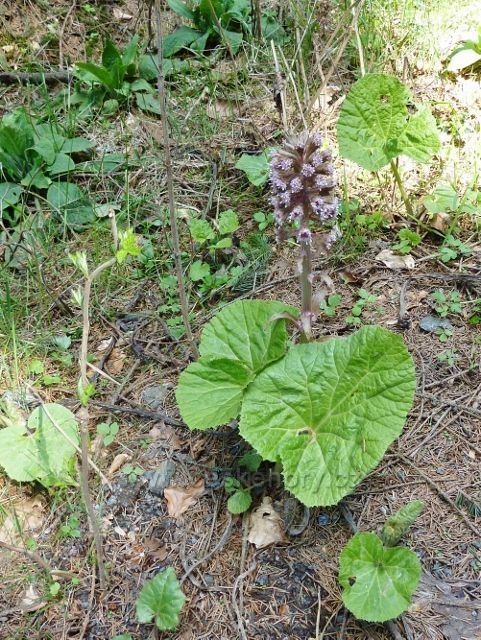 Devětsil lékařský u cyklostezky 4071 nad Mladkovem