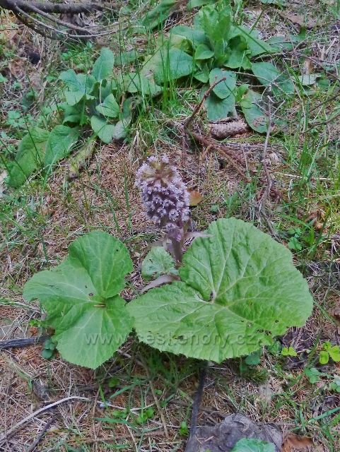 Devětsil lékařský lemuje cyklostezku 4071 nad Mladkovem