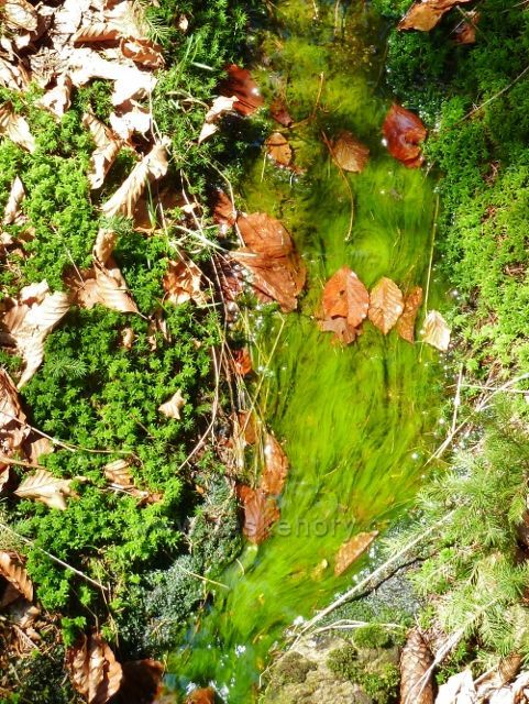 Vodní řasy ve zdrojnici Lichkovského potoka