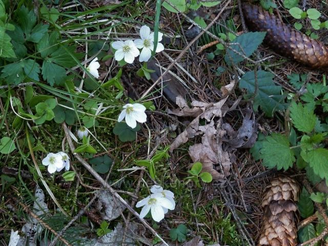 Šťavel kyselý u cesty do Lichkova