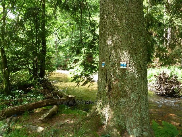 Hamernice - stezka vede místy jen pár kroků od Říčky