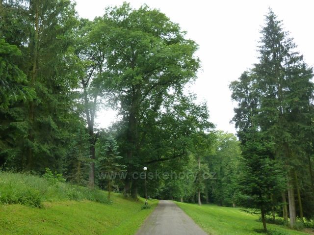 Konopiště - hlavní přístupová cesta zámeckým parkem k zámku