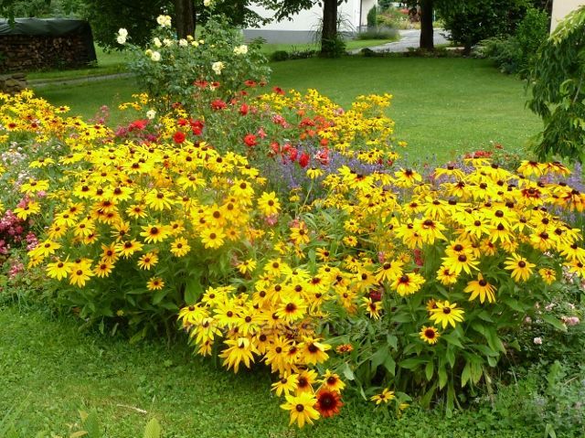 Nýdek - třapatka zářivá na zahradě ve Střelné