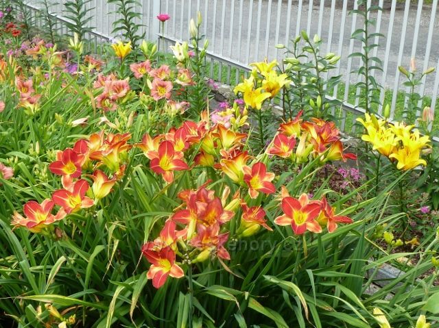 Nýdek - denivky na jedné z místních zahrad