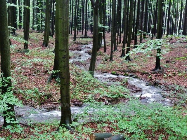 Kozinec - horský potok Liderov