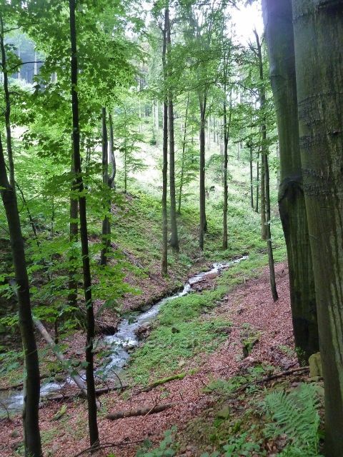 Kozinec - horní tok potoka Liderov