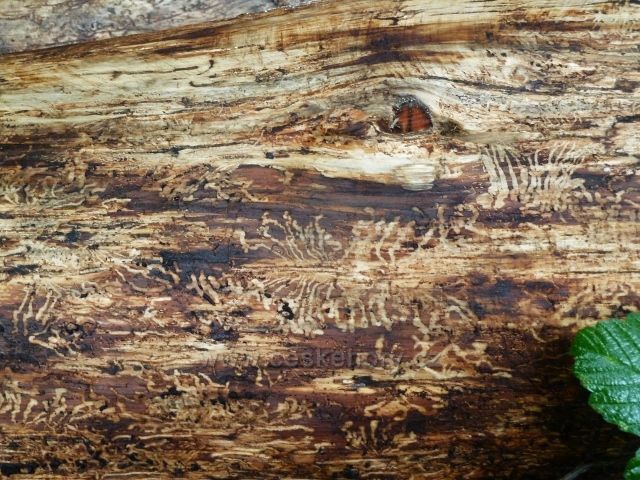 Kozinec -tento kmen odkornil kůrovec(u cesty k chatě Kozinec)