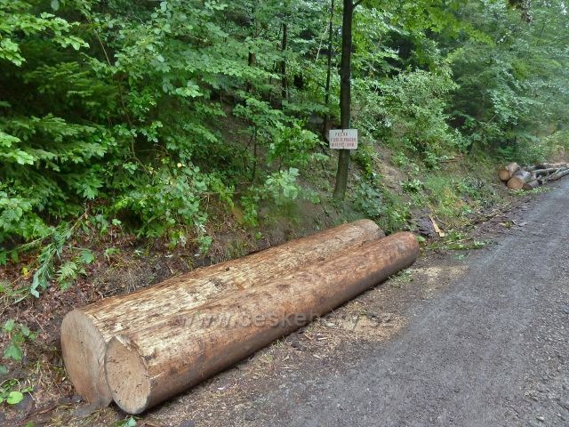 Kozinec - vytěžené dřevo z kůrovcové těžby u cesty k chatě Kozinec