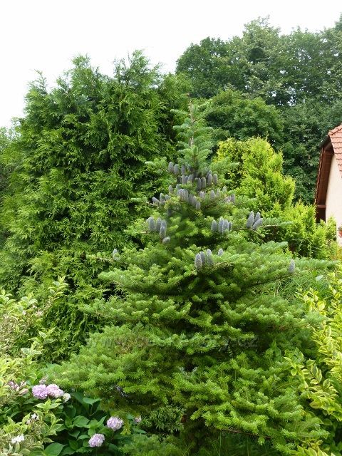 Jedle korejská na zahradě v Oldřichovicích u Třince
