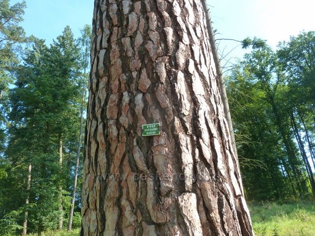 Bílovice n.S. - památná borovice u silničky k Resselově hájovně