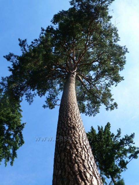 Bílovice n.S. - památná borovice u silničky k Resselově hájovně