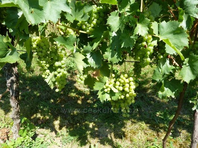 Kraví Hora - vinice kolem cesty k rozhledně