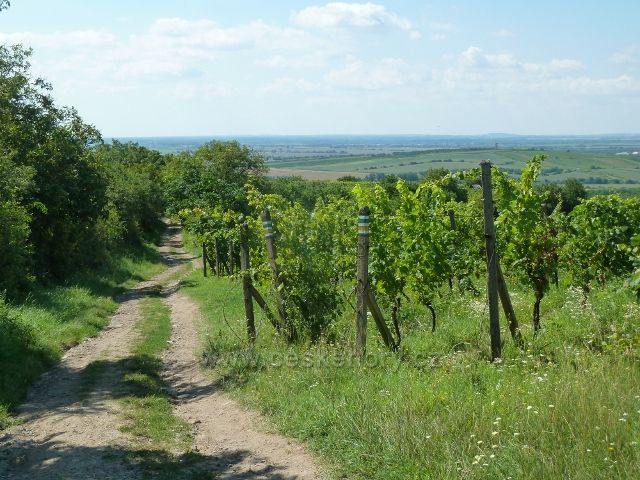 Kraví hora - cestu k rozhledně lemují vinice