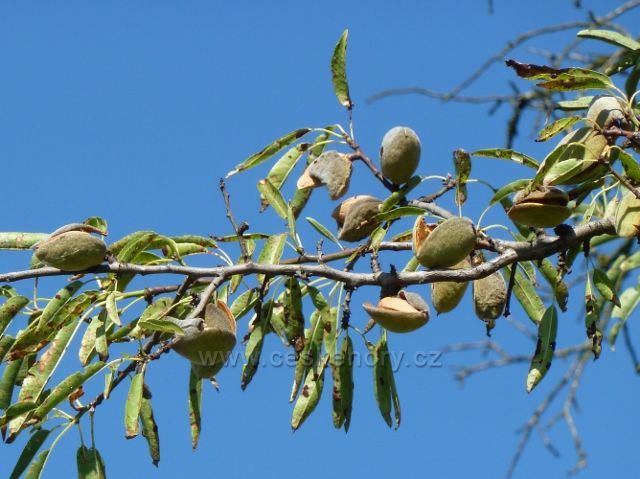 Hustopeče - dozrávající plody mandloní v mandloňovém sadu