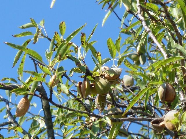 Hustopeče - pukající plody mandloní v mandloňovém sadu