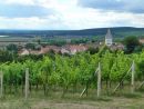 Pavlov - vinice nad Pavlovem na trase NS Děvín