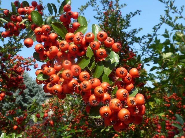 Zákolany - plody skalníku na zahradě u cesty po červené TZ do Otvovic