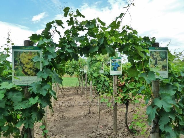 Šatov - naučná vinice u Polákovo vinařství