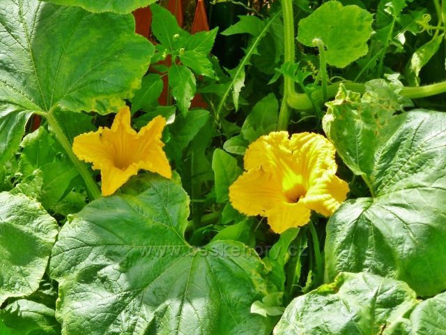 Šatov - kvetoucí dýně na zahradě Polákovo vinařství