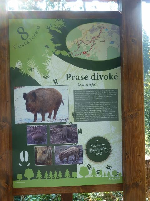 Dlouhoňovice - tabule 8. zastavení NS Cesta lesem - prase divoké