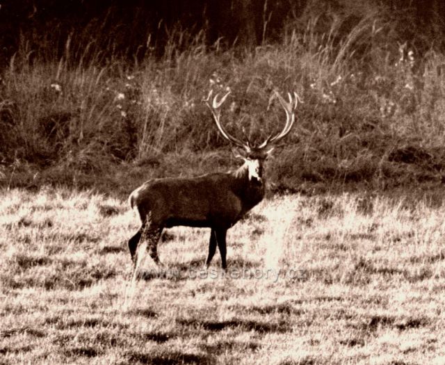 Jelen ve Slavické oboře