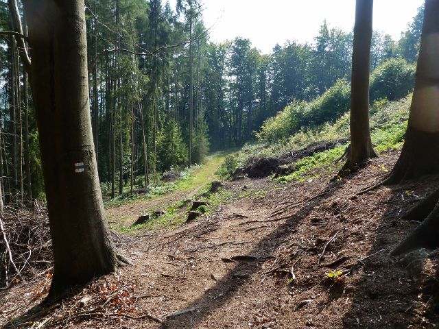 Dolní Dobrouč - trasa po modré TZ k Lanšperku se odklání z končící cesty do vzrostlého lesního porostu